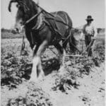 horse pulling plow photo