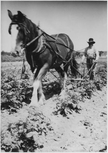 horse pulling plow photo